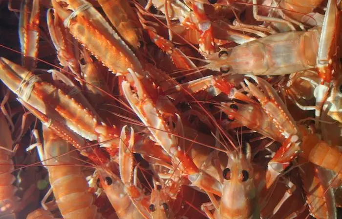 The Eurobarometer survey on revealed that seafood consumption is increasing