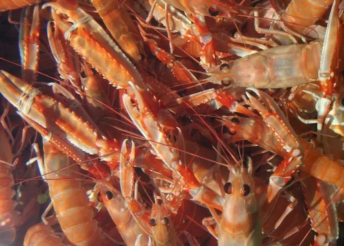 The Eurobarometer survey on revealed that seafood consumption is increasing