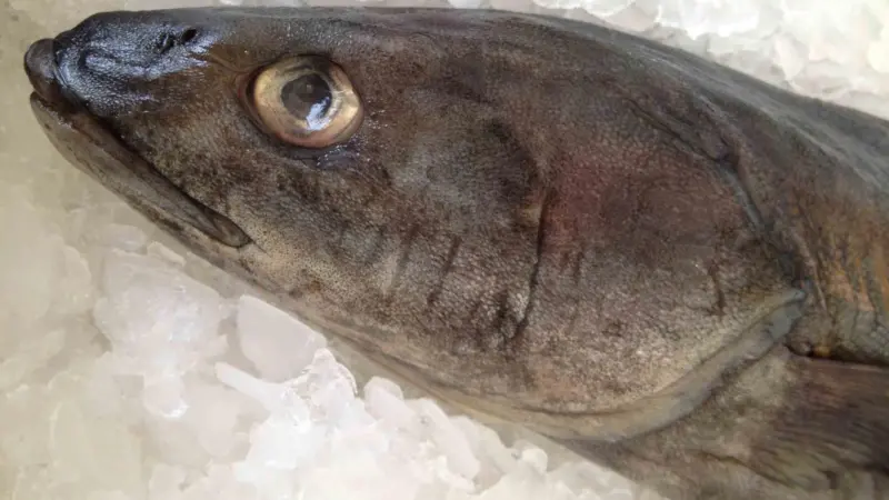 Sablefish landings will now be recorded using electronic fish tickets Photo: Alix Smith, NOAA