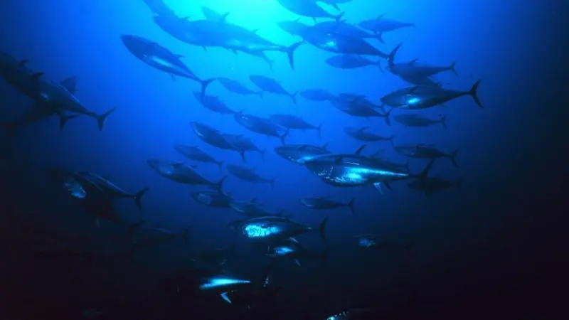 00_66267_Blue_Fin_Tuna_WikiCommons