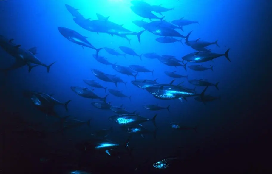 00_66267_Blue_Fin_Tuna_WikiCommons