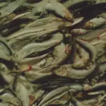 The Baltic herring and sprat fishery represents more than 90% Finland’s marine catch