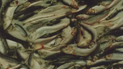 The Baltic herring and sprat fishery represents more than 90% Finland’s marine catch