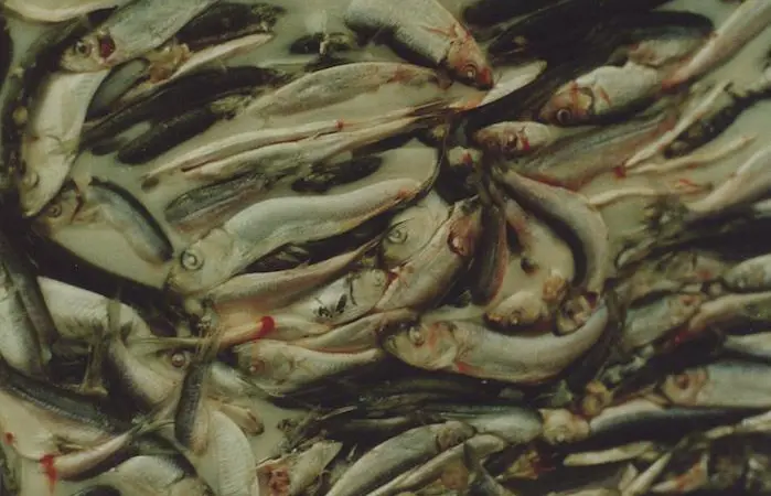 The Baltic herring and sprat fishery represents more than 90% Finland’s marine catch