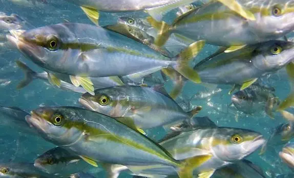 00_66285_Baja-seas-Yellowtail