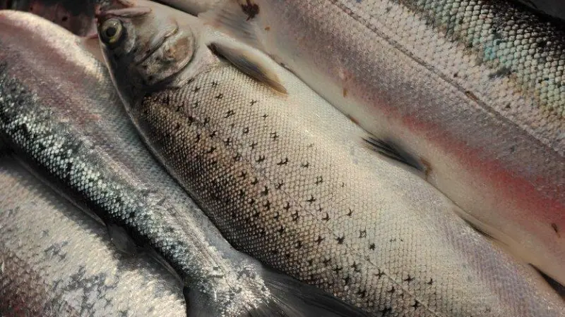 First Aquaculture Industry Leadership Group meeting took place in Inverness