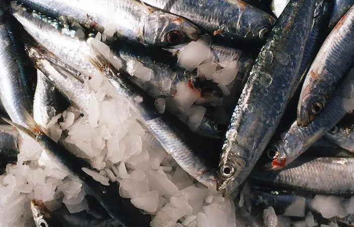 Adriatic Sea multi-annual plan for small pelagic fisheries