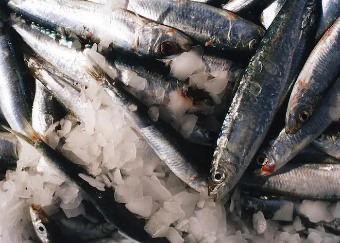 Adriatic Sea multi-annual plan for small pelagic fisheries