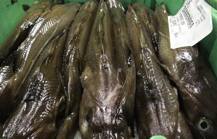 The study analysed factors which could be affecting cod from recovering, including the biodiversity of the seabed