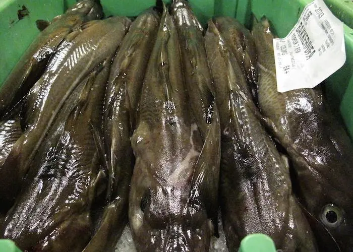 The study analysed factors which could be affecting cod from recovering, including the biodiversity of the seabed