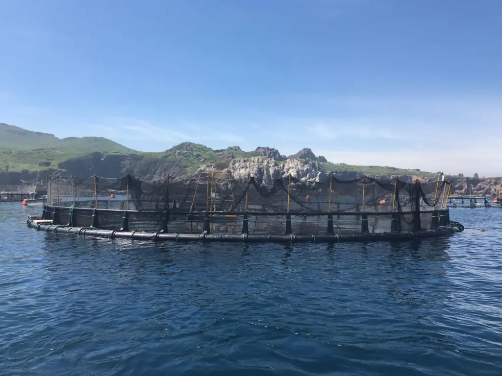 00_66302_Pacifico-Aquaculture-Striped-bass