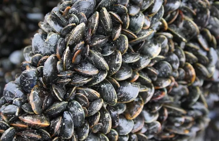 Mussels