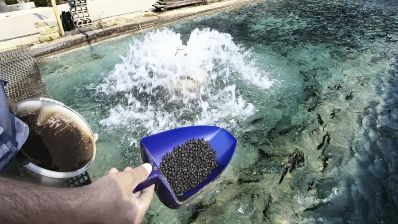 Protix breeds insects for animal feed