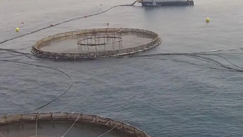 NAQUA owns farms strategically located next to the coast of the Red Sea in Saudi Arabia