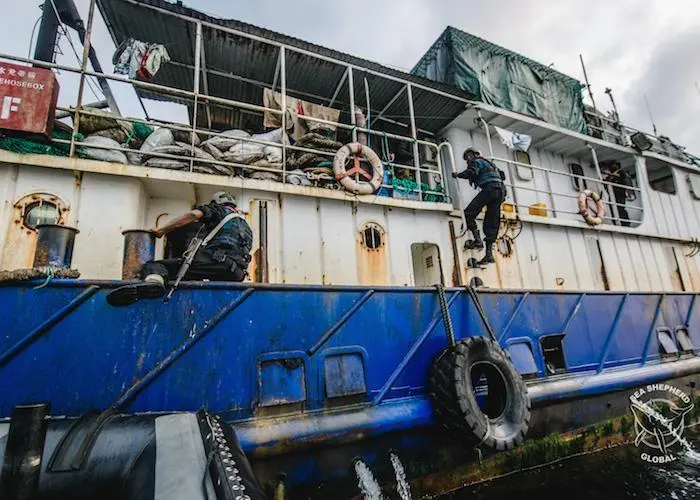 Sea Shepherd, Gabon