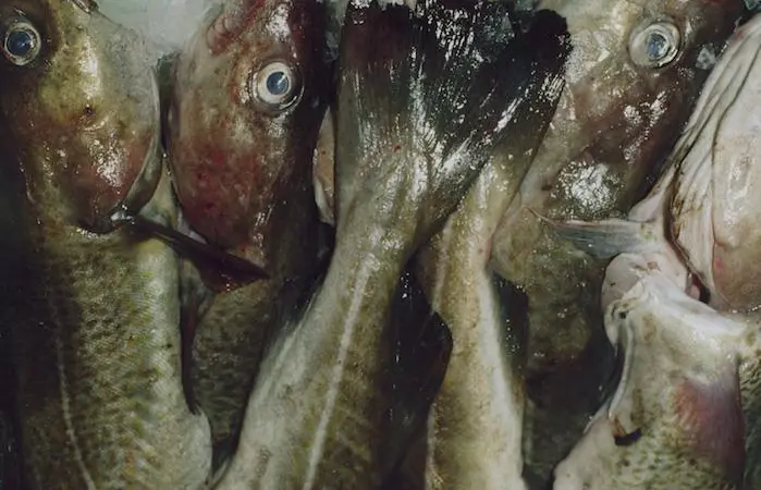 Blue tick for North Sea cod