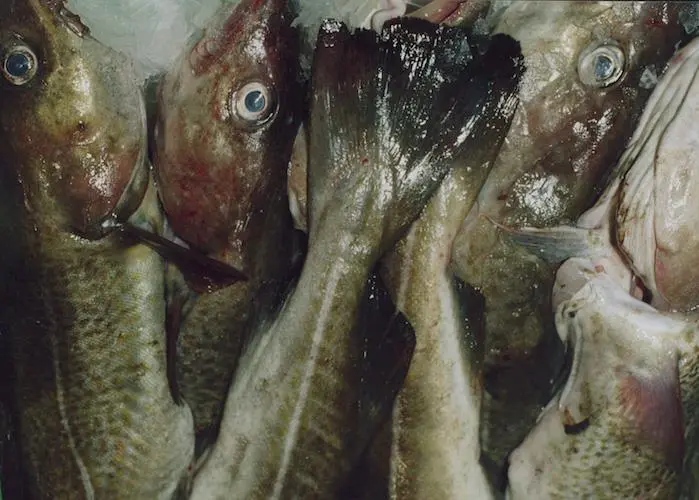 Blue tick for North Sea cod