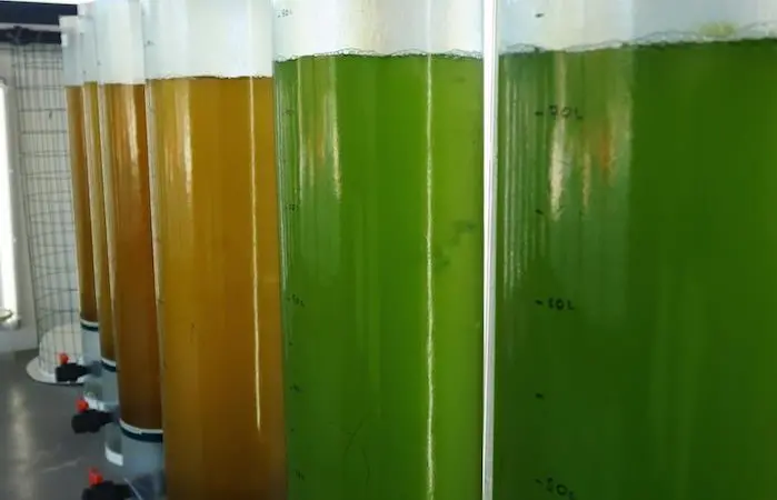 Planned project activities include the setting up of a trans-national collection of new strains of fast-growing microalgae