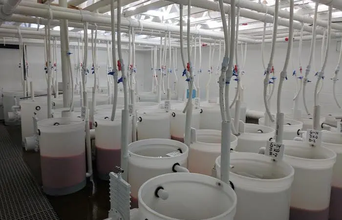 Incubation barrels