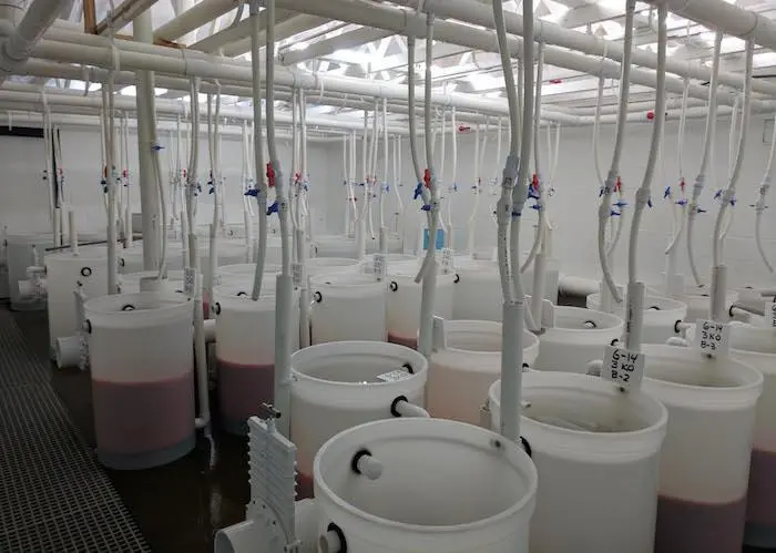 Incubation barrels