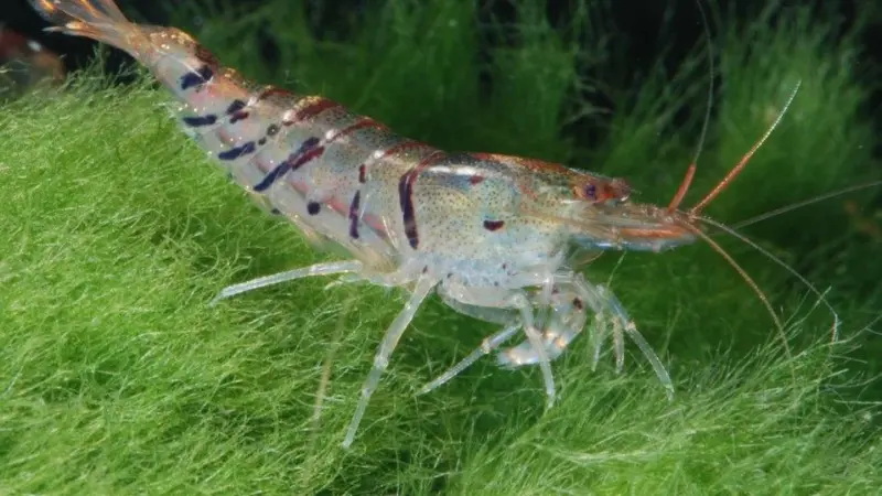 Ecuador is one of the main importers of shrimp to the United States Photo: Dirk Blankenhaus