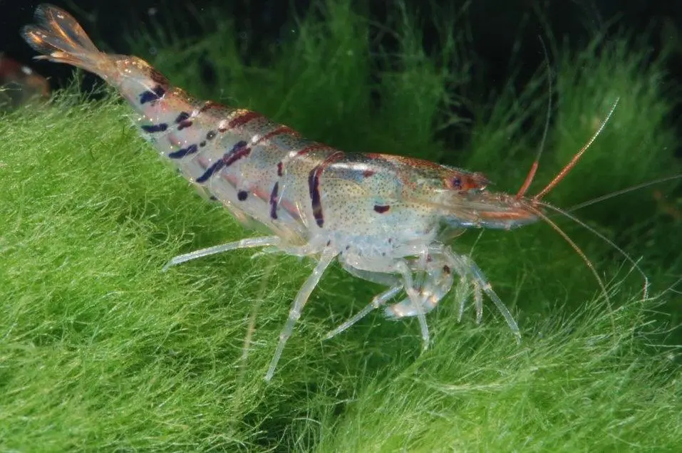 Ecuador is one of the main importers of shrimp to the United States Photo: Dirk Blankenhaus