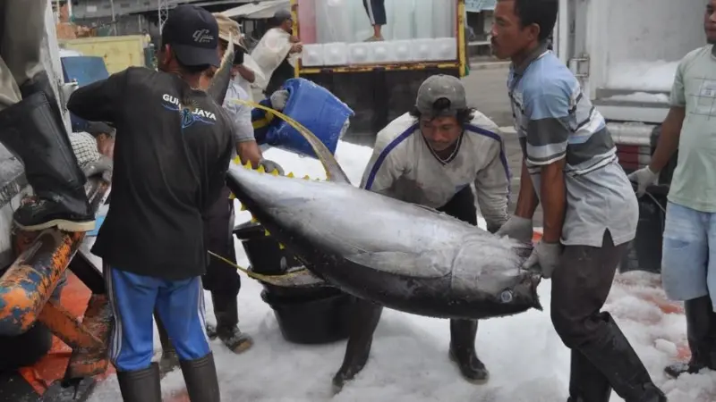 Yellowfin tuna