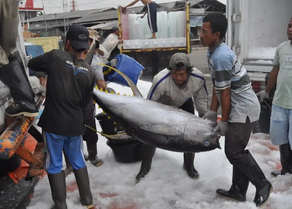 Yellowfin tuna