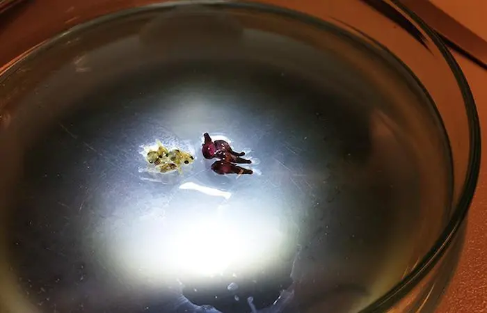 With its cryogenic technology, Planktonic claims to have found the answer to one of the greatest problems in fish farming - high mortality rates