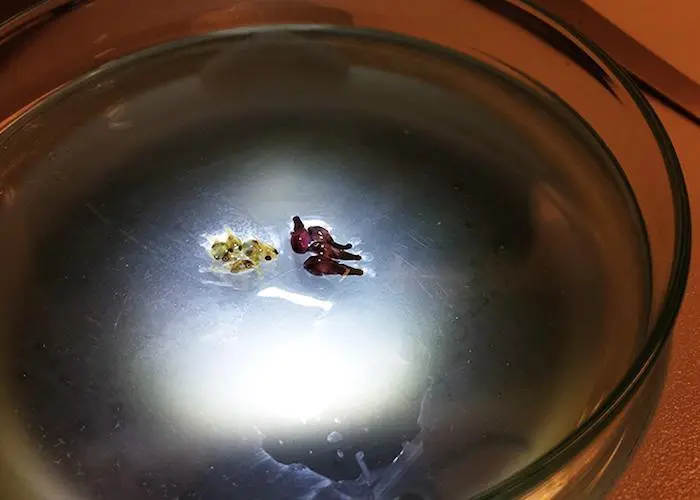 With its cryogenic technology, Planktonic claims to have found the answer to one of the greatest problems in fish farming - high mortality rates