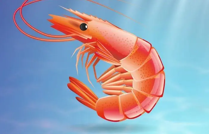 Feedkind shrimp