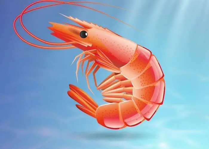 Feedkind shrimp