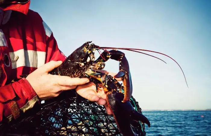 Sweden’s new lobster rules