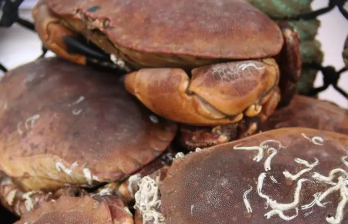 crab