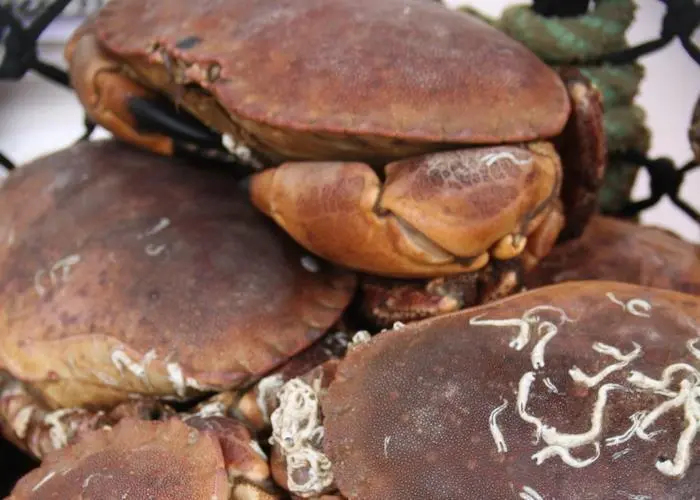 crab