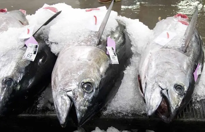 bigeye