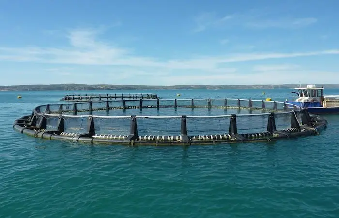 BMT will deliver a state-of-the-art EIA approach to assess the potential impacts of sea cage operations