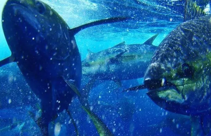 The Pacific Alliance for Sustainable Tuna (PAST) comprises of four leaders in the Mexican tuna industry