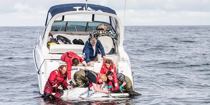 Tuna tagging