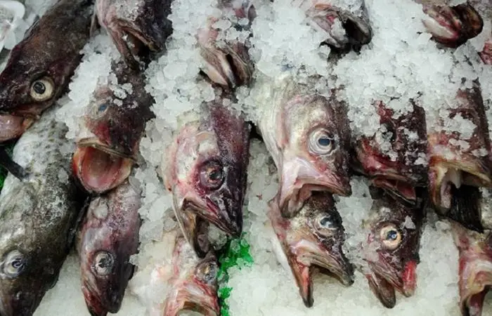 00_66204_Fish20open20mouths