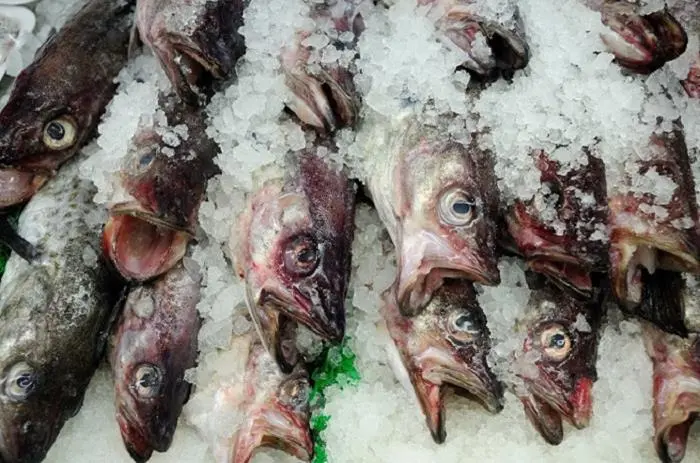 00_66204_Fish20open20mouths
