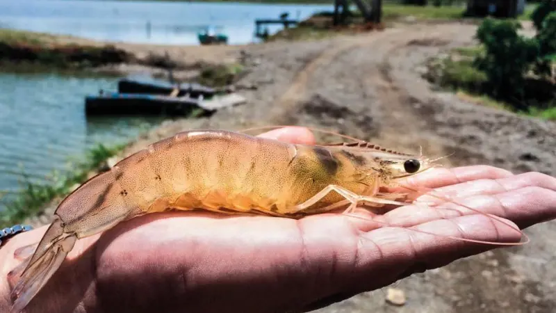 Shrimp