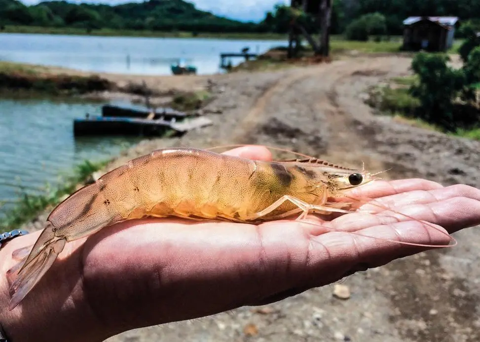 Shrimp