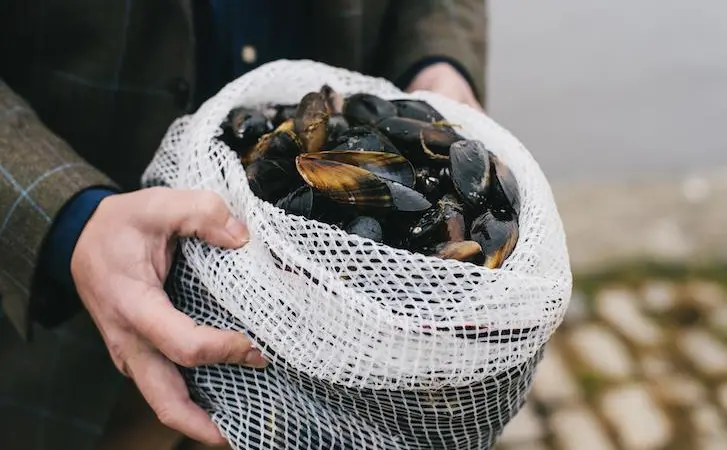 Mussels