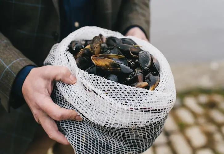 Mussels