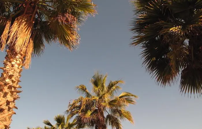 Palm
