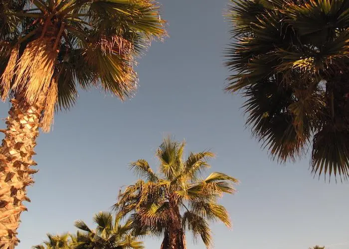 Palm