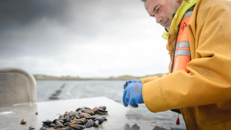 Loch Fyne Ltd has received ASC certification for its blue mussel farming operations