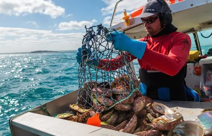 Western Australia Abalone Fishery produce