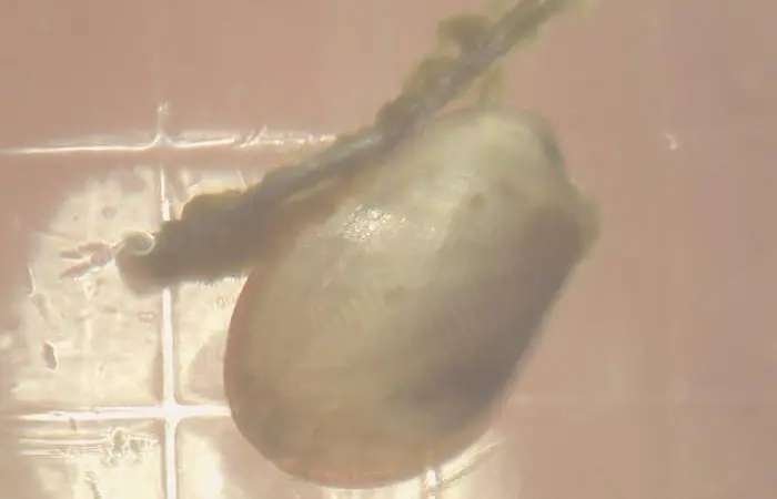 Mussel spat reared by the Scottish Shellfish Hatchery Stepping Stone project in Shetland is to be transferred to on-growing sites at sea